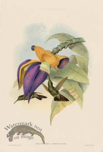 Gould Hummingbird 054
